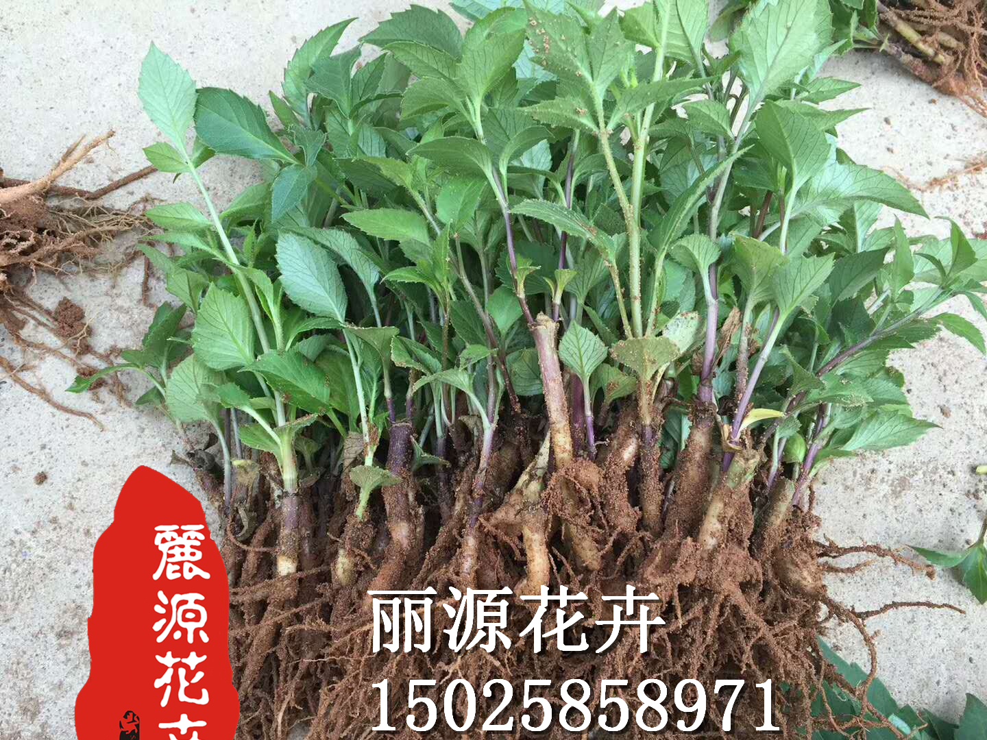 大丽花扦插苗