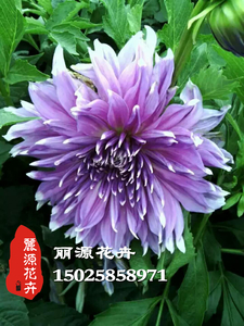 大丽花