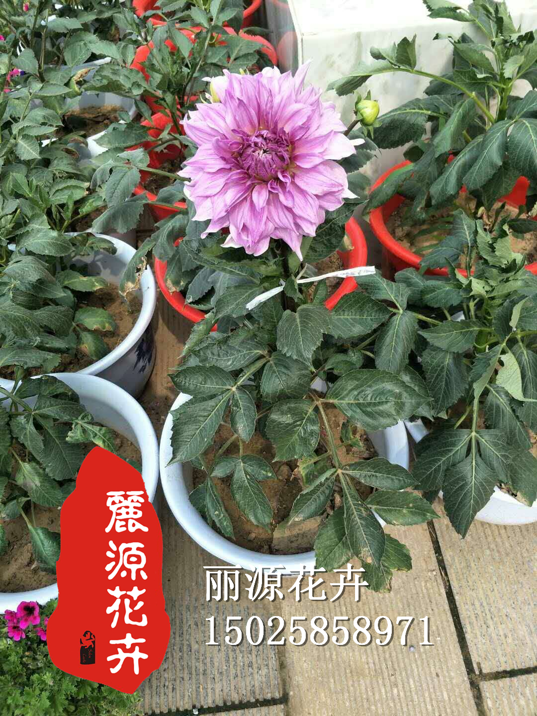 矮化盆栽大丽花