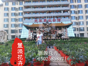 矮化盆栽大丽花