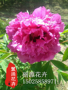 紫斑牡丹