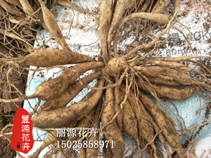 大丽花种球