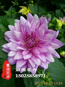 大丽花