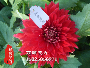 大丽花