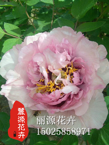 紫斑牡丹