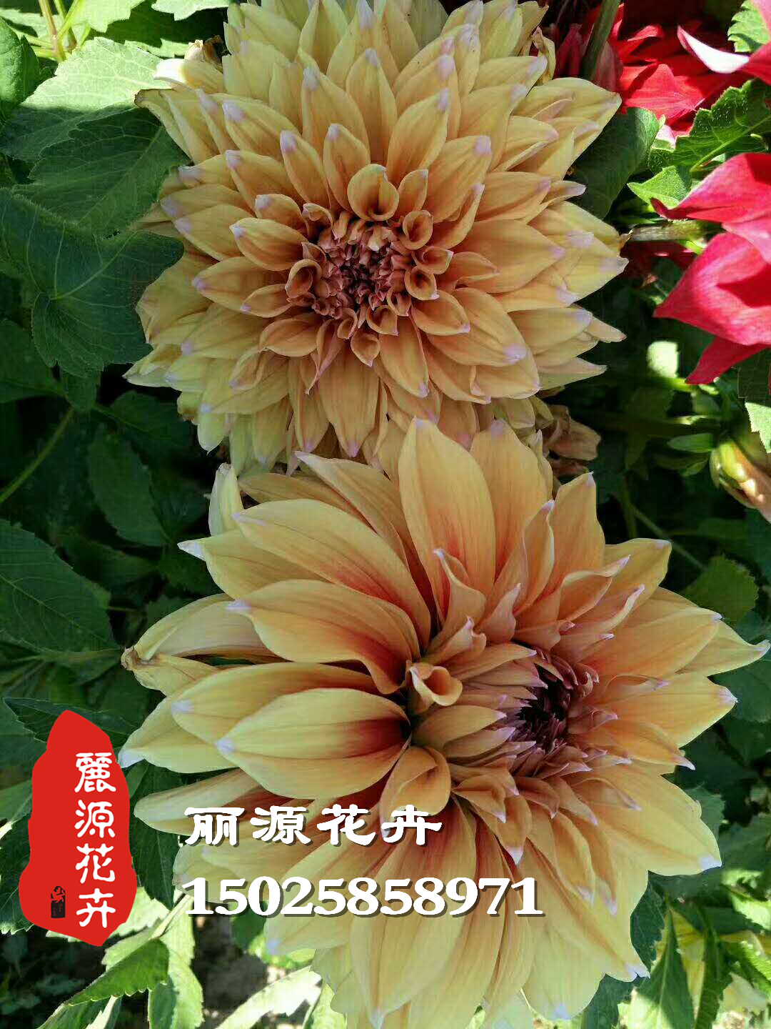 大丽花