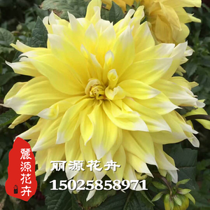 大丽花