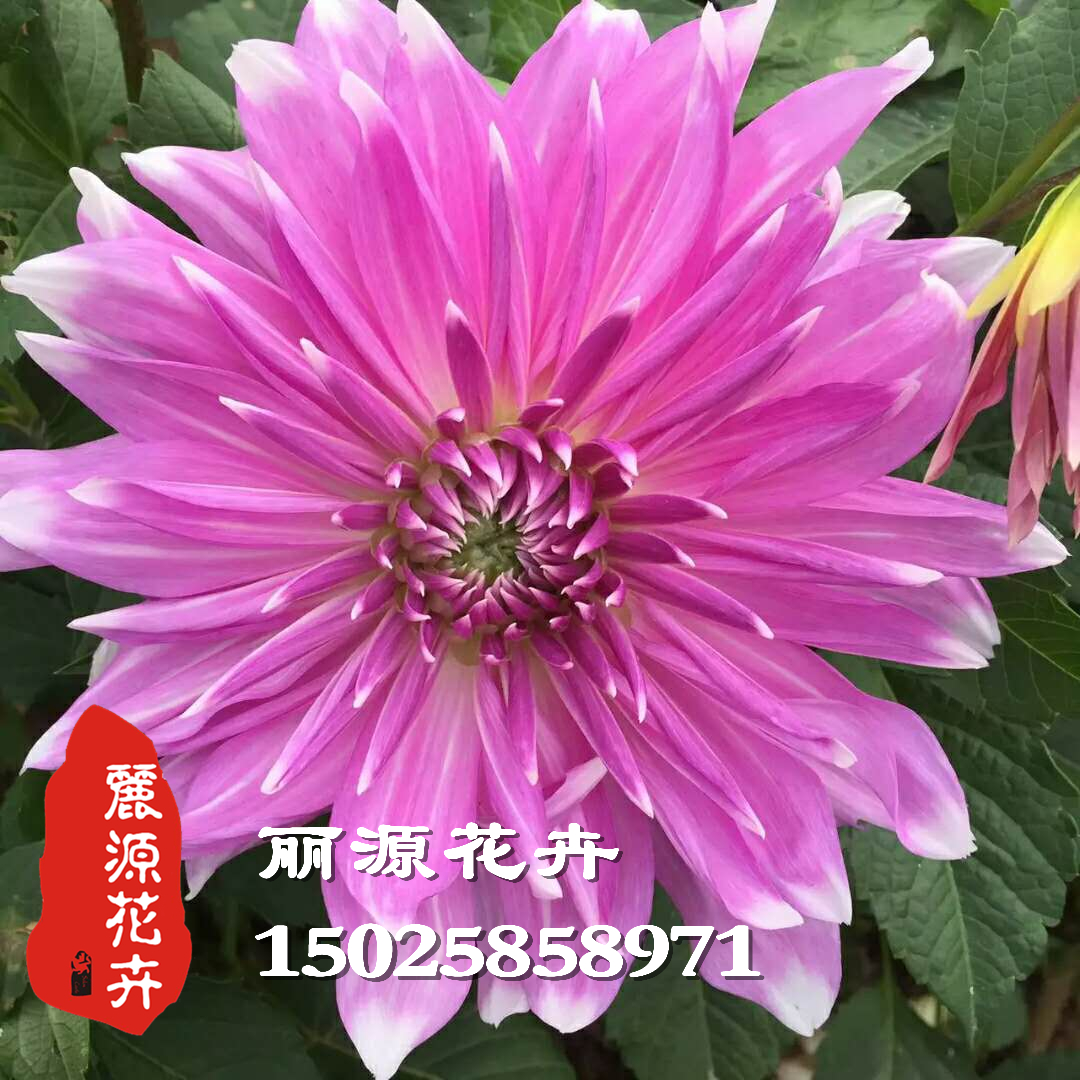 大丽花