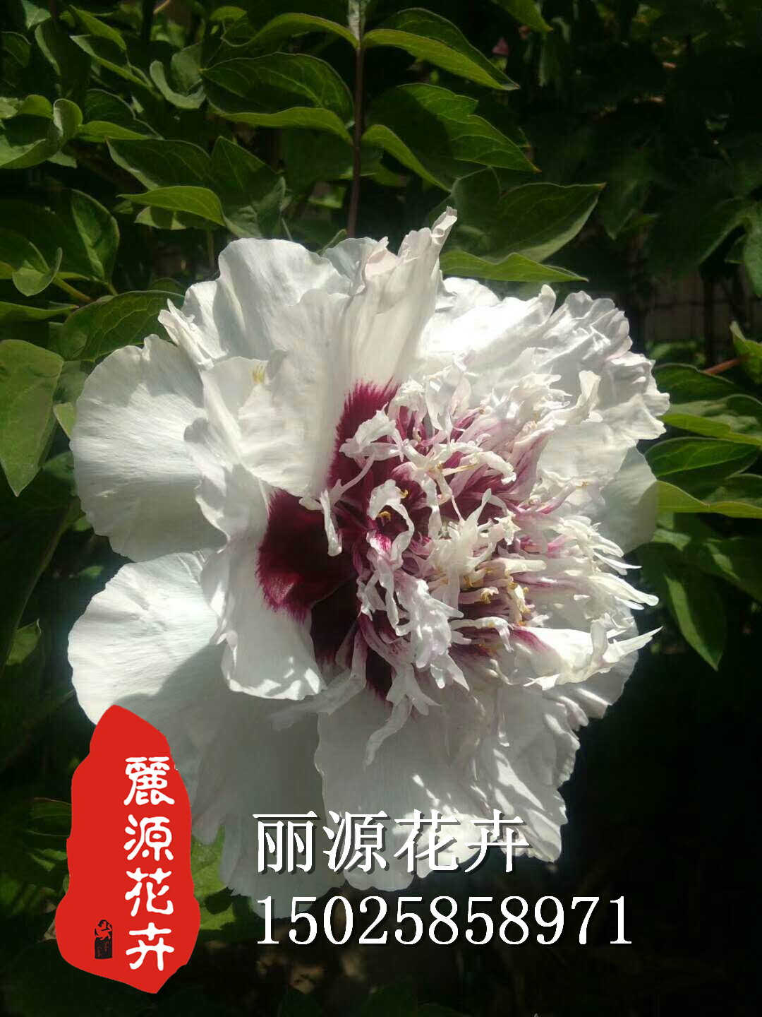紫斑牡丹