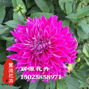 大丽花