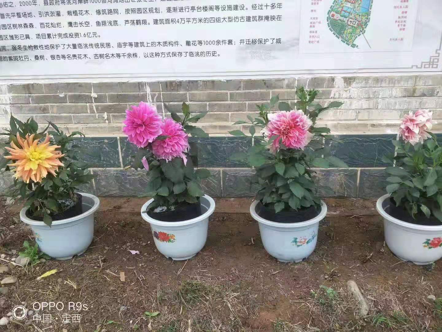 盆栽大丽花