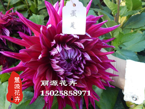 大丽花