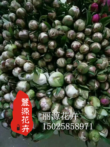 芍药鲜切花