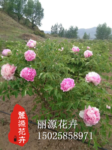 紫斑牡丹