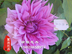 大丽花