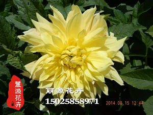 大丽花