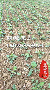 地栽大丽花