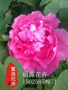 紫斑牡丹