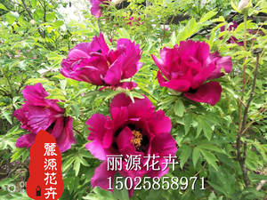 紫斑牡丹