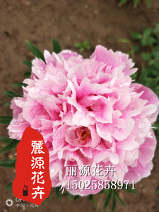 芍药