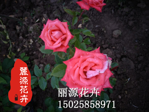 月季